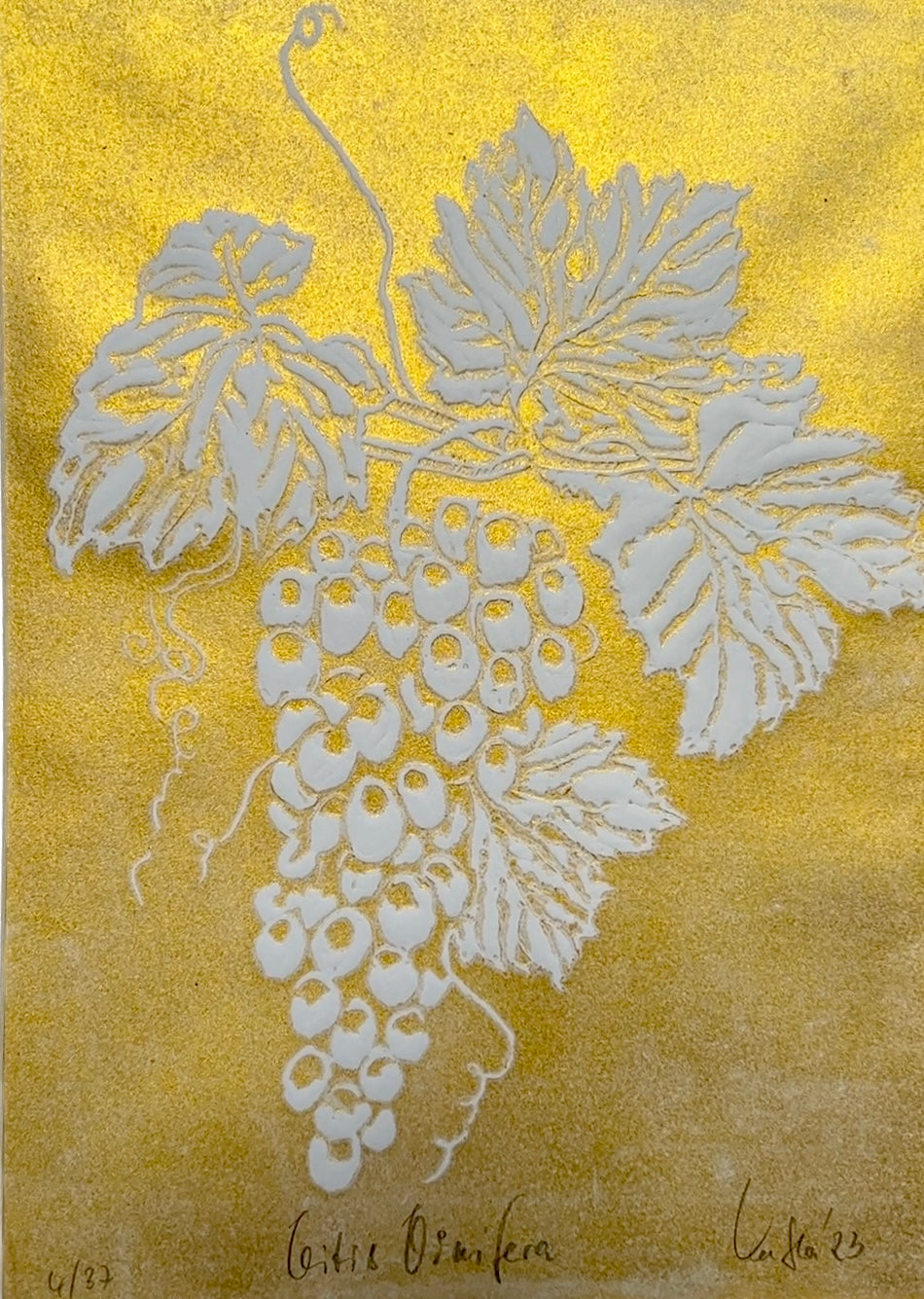 x WEINREBE Originaldruckgrafik Gold-Reliefdruck im Passepartout 30x40 cm