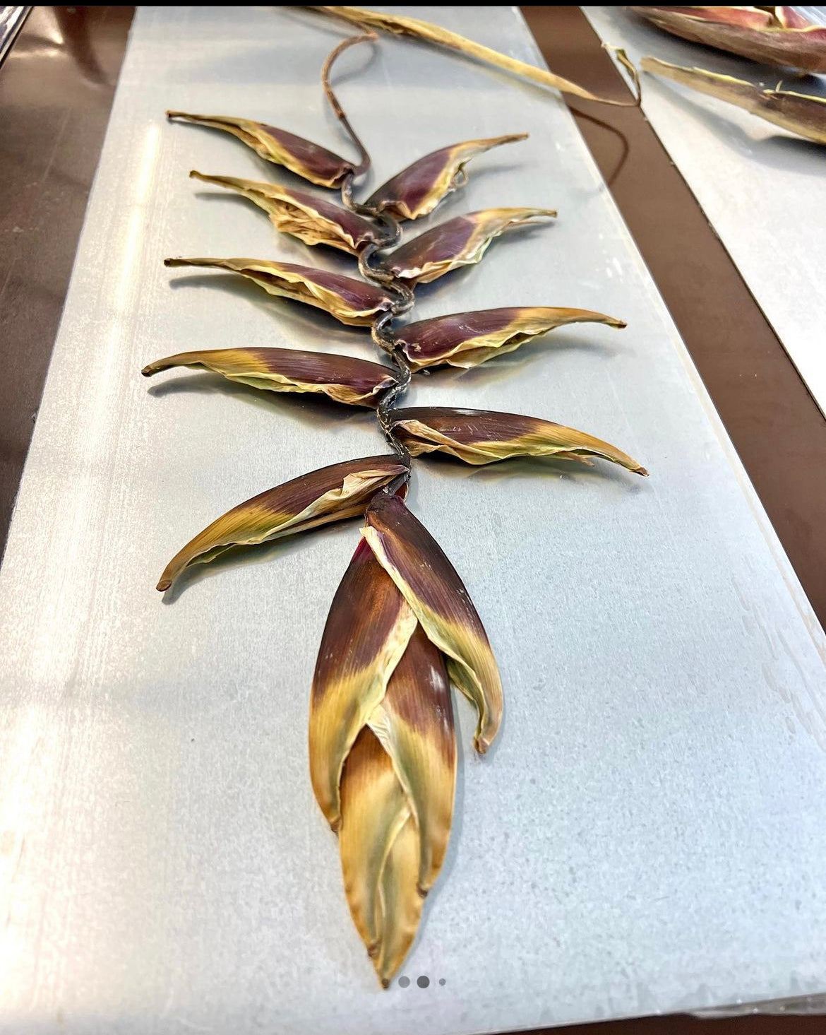 HELICONIA Originaldruckgrafik Radierung Vernis mou im Rahmen 35x100 cm mit zwei Blindprägungen