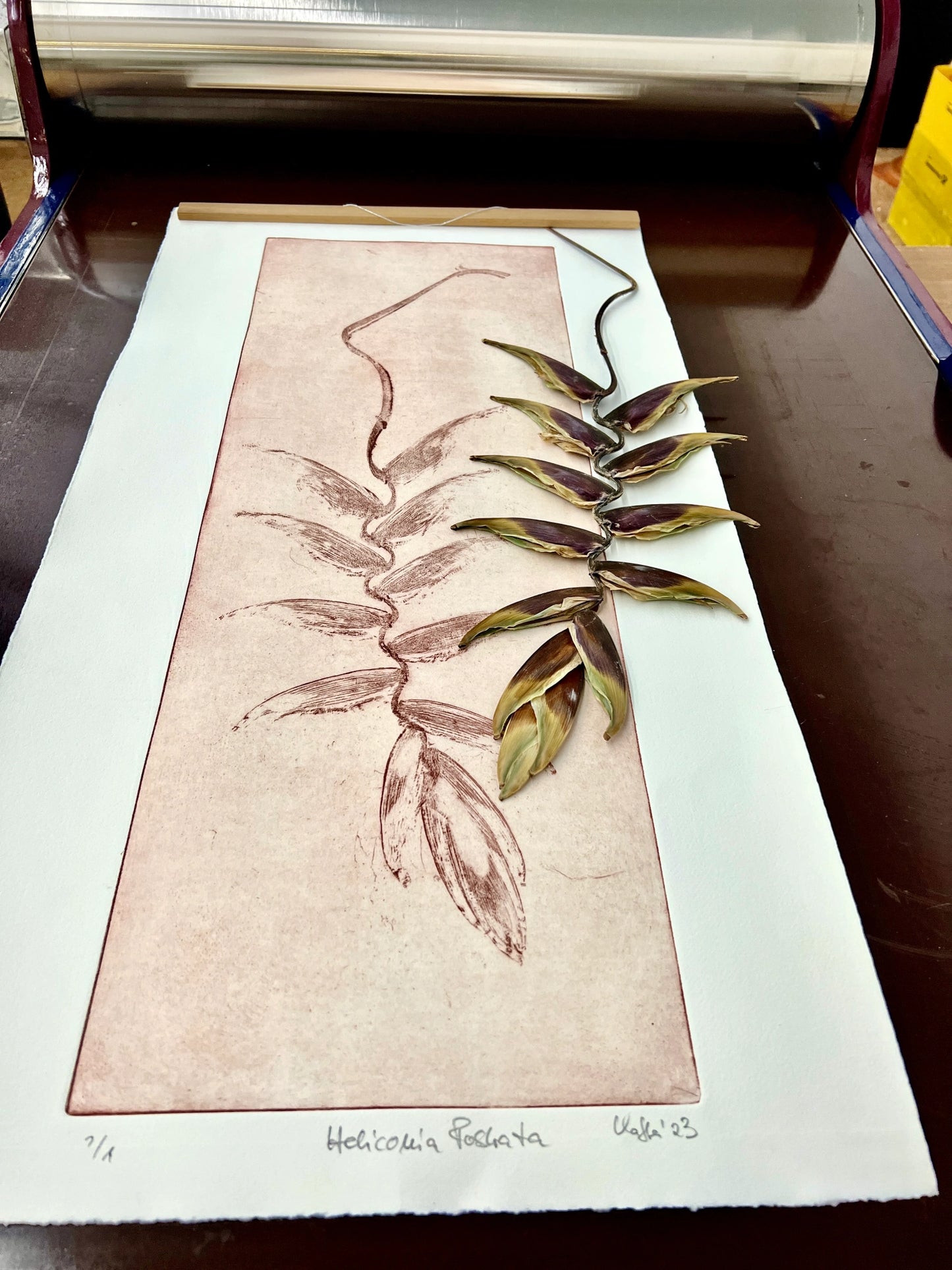 HELICONIA Originaldruckgrafik Radierung Vernis mou im Rahmen 35x100 cm mit zwei Blindprägungen